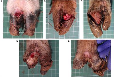 Contagious Ovine Digital Dermatitis: A Novel Bacterial Etiology and Lesion Pathogenesis